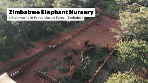 Nicolette Kluijver met IFAW in Zimbabwe voor olifanten (2/3)