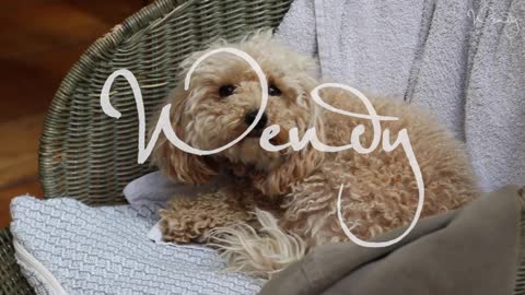 Een kijkje achter de schermen bij de nieuwe WENDY: Dierenpret met Nicolette!