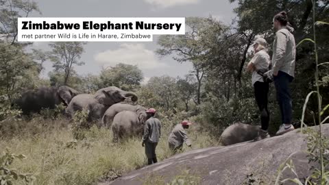 Nicolette Kluijver met IFAW in Zimbabwe voor olifanten (3/3)
